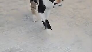 While all the cats at home are sound asleep, the blind kitten is chasing attention.