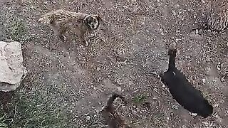 The stray cat climbs the tree and meows towards my balcony, asking for food from me.