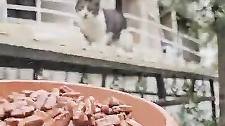 All the cats in the town went crazy when they saw the plate full of love in my hand