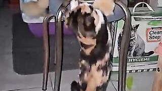 As the blind kitten grew, it began to become a nightmare for the cats at home.