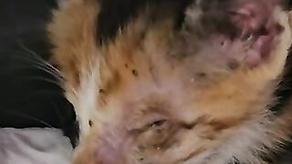 The eyeless kitten drew a map of the house and learned how to jump off the sofas.