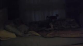 When the angry blind tiny kitten comes to bed, the giant cats take turns running away.