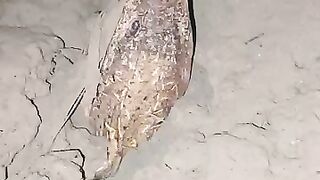 Looking for a fish or eel.. Thanks for watching..!! 73