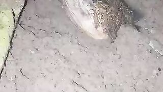 Looking for a fish or eel... Thanks for watching..!! 35