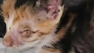 Persian Cat's question- I don't believe this Kitten is Blind. The blind kitten Miss Helen