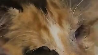 My cats are afraid of the blind kitten I adopted and they can't come to bed.