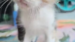 The blind kitten is going crazy with joy while playing with the toy ball.