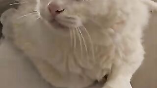 When I adopted the tiny blind kitten, the balance of the giant cats in the house was disrupted.