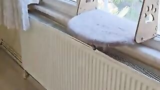 Meow Cat House by Adorable Paws