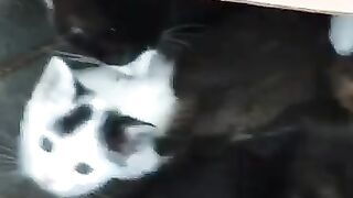 The man who rescued kittens that people put in boxes and throws away and builds happiness from them.