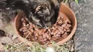 If I hadn't met this mother cat and her tiny kittens a month ago, maybe they wouldn't survive now.