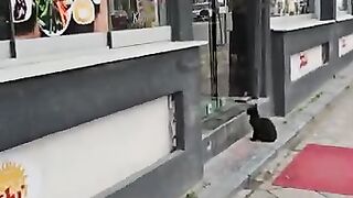 A black mama cat asks customers for food at the restaurant door so she can bring food to her kittens