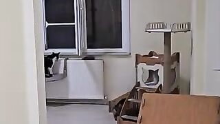 The man who rents a house for the cats he rescued and lives happily with them.