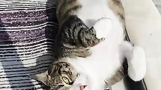 If you want to enjoy life, you should adopt at least three cats and live with them.