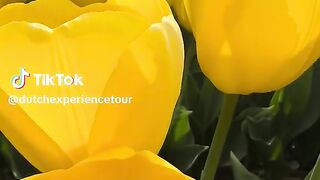 Beautiful the flowers