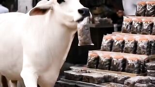 Cow_sad_video ???????????? #viral #viwes #trending