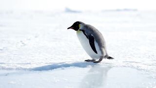 cute penguin walking alone