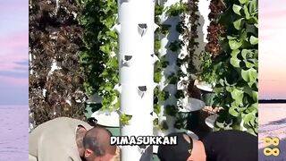 yuk boleh di coba!! Panen Jadi Melimpah dengan Metode Aeroponik!  versi bola88
