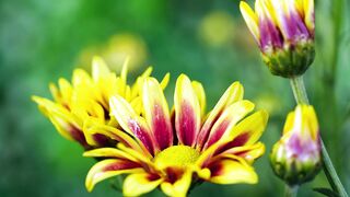 ✅Música de Cura Profunda para o Corpo e Alma- Desbloqueie o Poder do Relaxamento