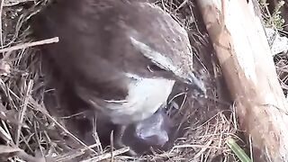 Tiny Bird Raises a Cuckoo Chick Without Knowing the Truth ???? | Shocking Nature Story