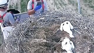 The rescue was succsessful, the stork was released and the nest was cleaned of trash!