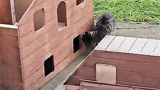 Stray cats ate today's food in the cat houses I built for them.