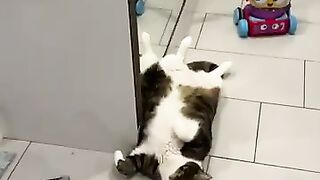 If you have a baby and a giant cat at the same time, you don't need