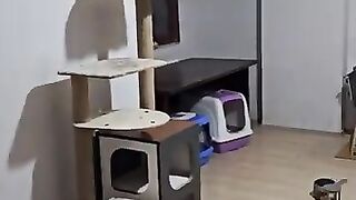 The 6 sweet kittens whose lives I rescued are growing up quickly and healt