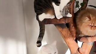 I bought a cat tree with 3 seats for 3 cats who cannot share anythin