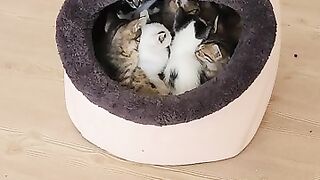 I gather the kittens around the same food table so I can count them.