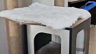 Adorable Kittens with the most beautiful eyes in the world.