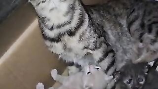I fulfilled the dream of a mother cat, who gave birth in a cardboard