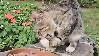 This cute stray cat has been eating food with its paw since the day