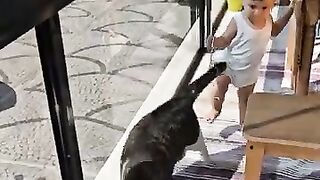 The mother cat who came to me and cried for my help to save her kittens.