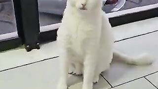 Cats have taken over our baby's chair and they are not getting up.