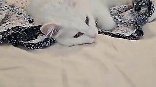 The most peaceful house in the world where 1 tiny baby and cats