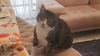 Giant mischievous cat stealing tiny baby's food.