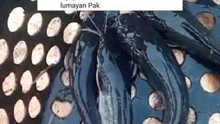 Tebar lele SANGKAL pasti cepat PANEN tapi SANGKAL seperti apa❓