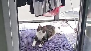 Overwhelmed by the heat, the cats and baby retreated to the shade of the house.