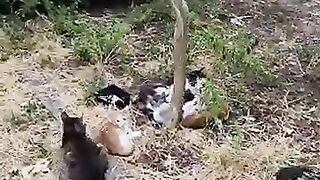 I have fulfilled the dreams of 7 tiny kittens who dream of food and love in their