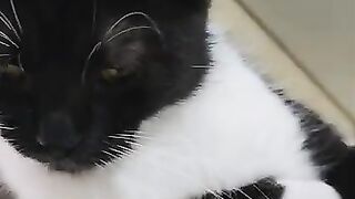 Living in the same house with the 6 cutest cats in the world is perfect.