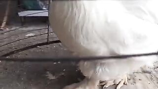 The rooster incarcinated