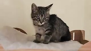 The new kitten we rescued brought together 5 cats who could not get along with each other.