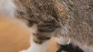 If you are going to eat at a restaurant in Istanbul, you should order another p