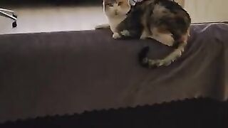 The cats I rescued live new life in the house I rented and designed for them.