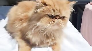 The white cat who thinks the flower pot is a cat bed and her cute friends.