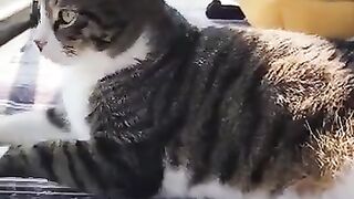 The little baby laughs at the giant dieting cats. Baby's cat love.