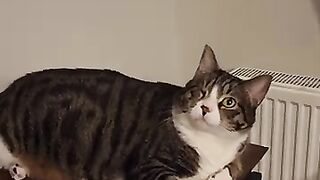 The faster cat wins the bed in the house.