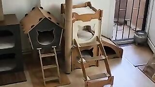 The stray cats in my neighborhood are not homeless cats.