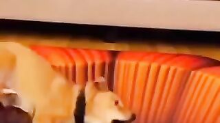 0042_KOT ☾☉ ☉☽